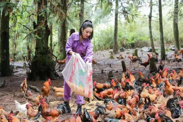 薇娅调研湖南省邵阳市城步县的走地鸡养鸡场